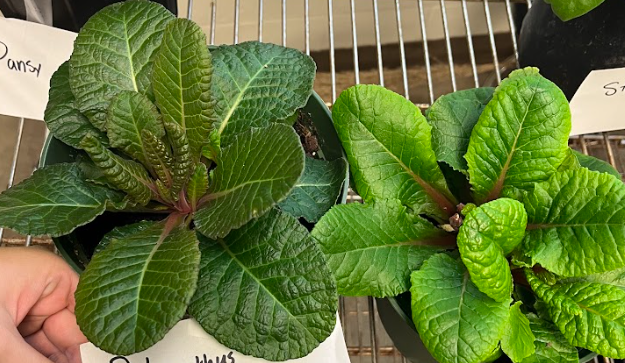 <ul><li><p>grows from basal rosettle</p></li><li><p>ungulated</p></li><li><p>rainbow variation</p></li><li><p>need double planting to get mass flowering</p></li><li><p>does not branch</p></li></ul><p></p>