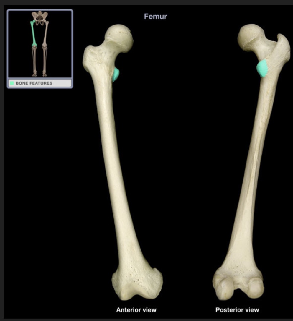 <p><span style="font-family: Arial, sans-serif; color: rgb(45, 59, 69)">smaller prominence inferior to the head on the medial side of the femur</span></p>