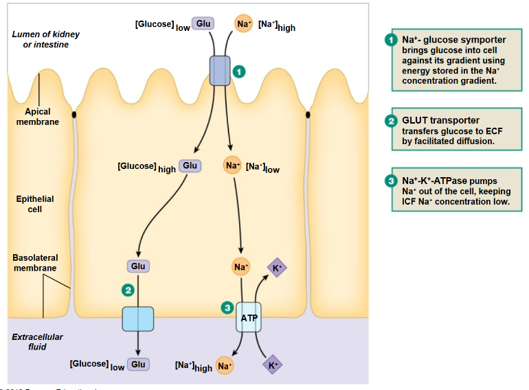 <p>Na+ Glucose symporter </p>