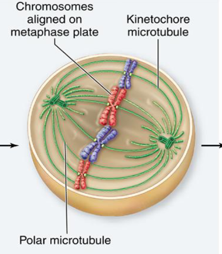 <p>All chromosomes are aligned at equator of the cell (______ plate), chromosomes are attached to opposite poles and are under tension</p>