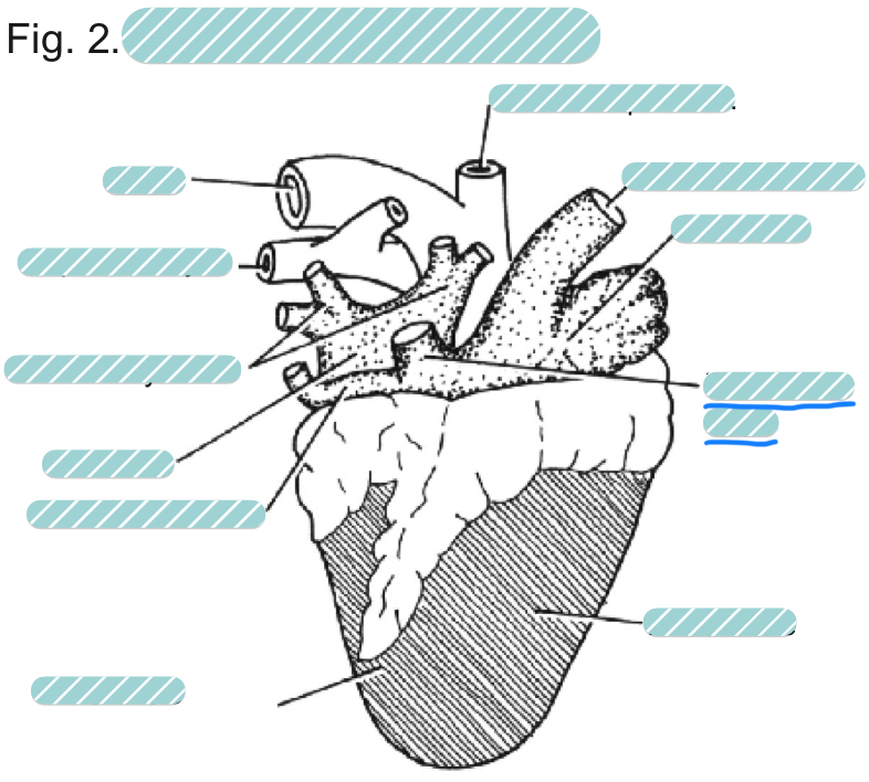 <p>What is the underlined label?</p>