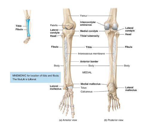 <p>lower leg, The tibia’s proximal end articulates with the femur </p><p>The tibia’s distal end articulates with the talus bone of the ankle</p><p>The tibial tuberosity on the anterior surface is the point of attachment for the patellar ligament</p><p></p>
