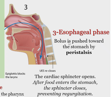 <p>Bolus pushed down toward stomach by peristalsis </p><p></p><p>Cardiac sphincter opens after food enters the stomach, the sphincter closes, which prevents regurgitation. </p>
