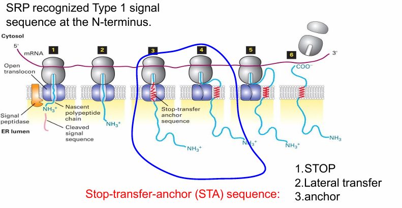 <ul><li><p>N terminal sequence recognized by SRP and brought to SRP receptor&nbsp;</p></li><li><p>N-terminal sequence threaded into translocon&nbsp;</p></li><li><p>Protein synethesis pushes the protein through&nbsp;</p></li><li><p>When STA sequence is translated, it folds into an a-helix</p><ul><li><p>Recognized by interior wall of translocon&nbsp;</p></li><li><p>Stops translocon and causes it to open laterally&nbsp;</p></li><li><p>Allows topogenic sequence to diffuse into surrounding membrane </p></li><li><p>Keeps protein anchored in place</p></li></ul></li><li><p>After translation/translocation is complete the C and N terminal domains fold within their envs </p></li></ul><p></p>