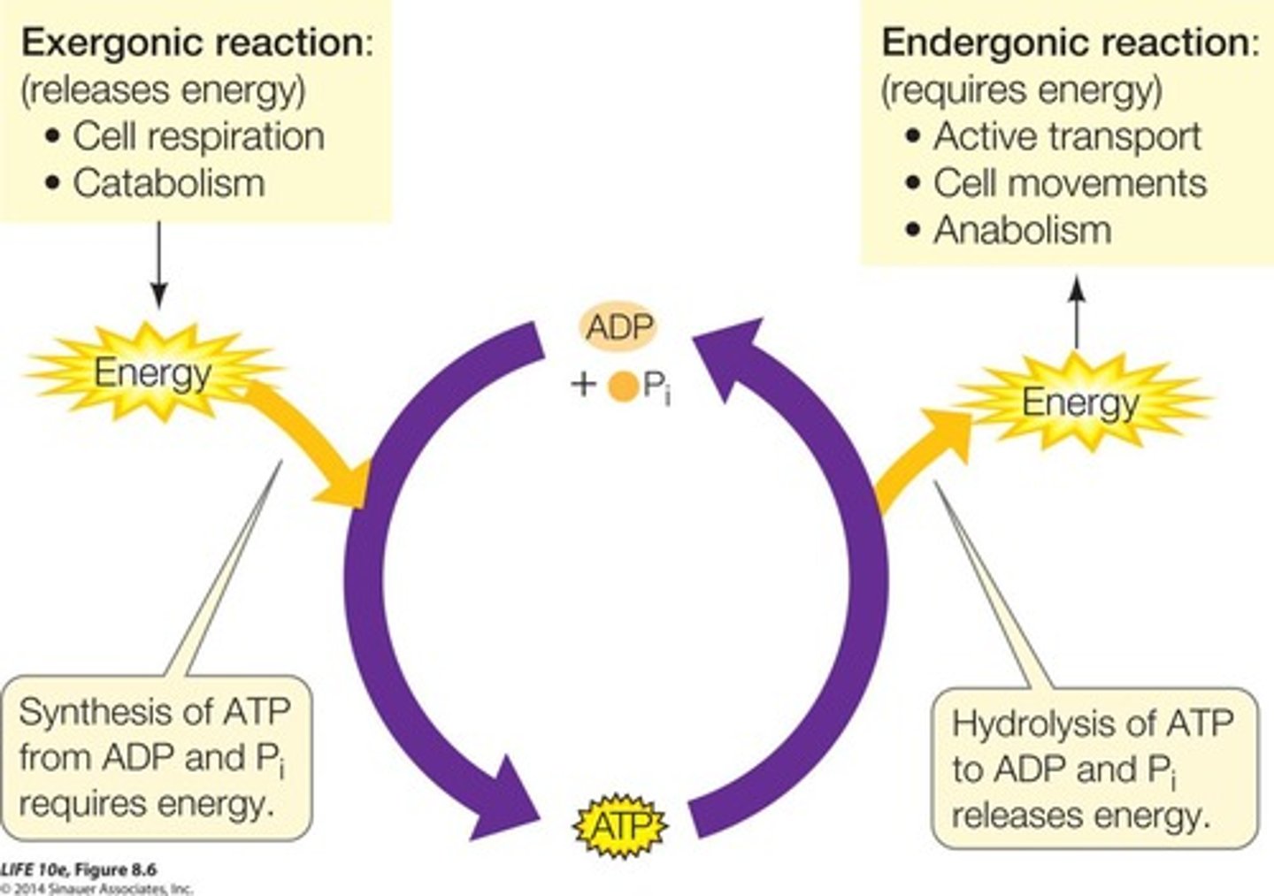 <p>Using energy from exergonic reactions for endergonic.</p>