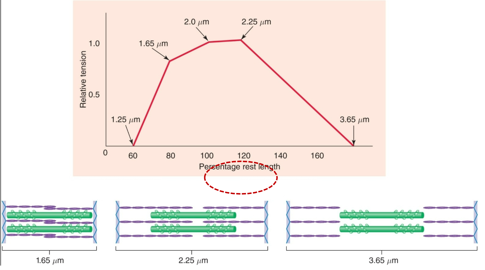 Maximum tension generated when muscle is 100-120% of its resting length