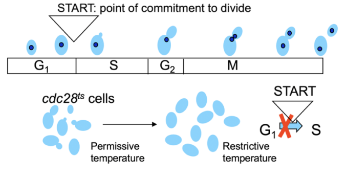 <ol><li><p>many different cdc mutants characterised</p></li><li><p>functional map of which parts of the cycle they affect</p></li><li><p>found that <strong>cdc28<sup>ts</sup></strong>→ <strong>Prevents cells from proceeding past START</strong></p><ul><li><p><strong>at the restrictive temperature</strong></p></li></ul></li><li><p>What this means?: the CDC28 gene <strong>product</strong> must be needed for START</p></li></ol><p></p><p></p>