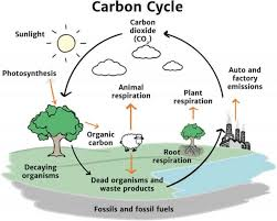 <p>THe presence of organic and inorganic carbon molecules in both human-made and natural processes such as combustion, fossil fuels, soil microorganisms, photosynthesis, respiration, all part of the carbon cycle.</p>