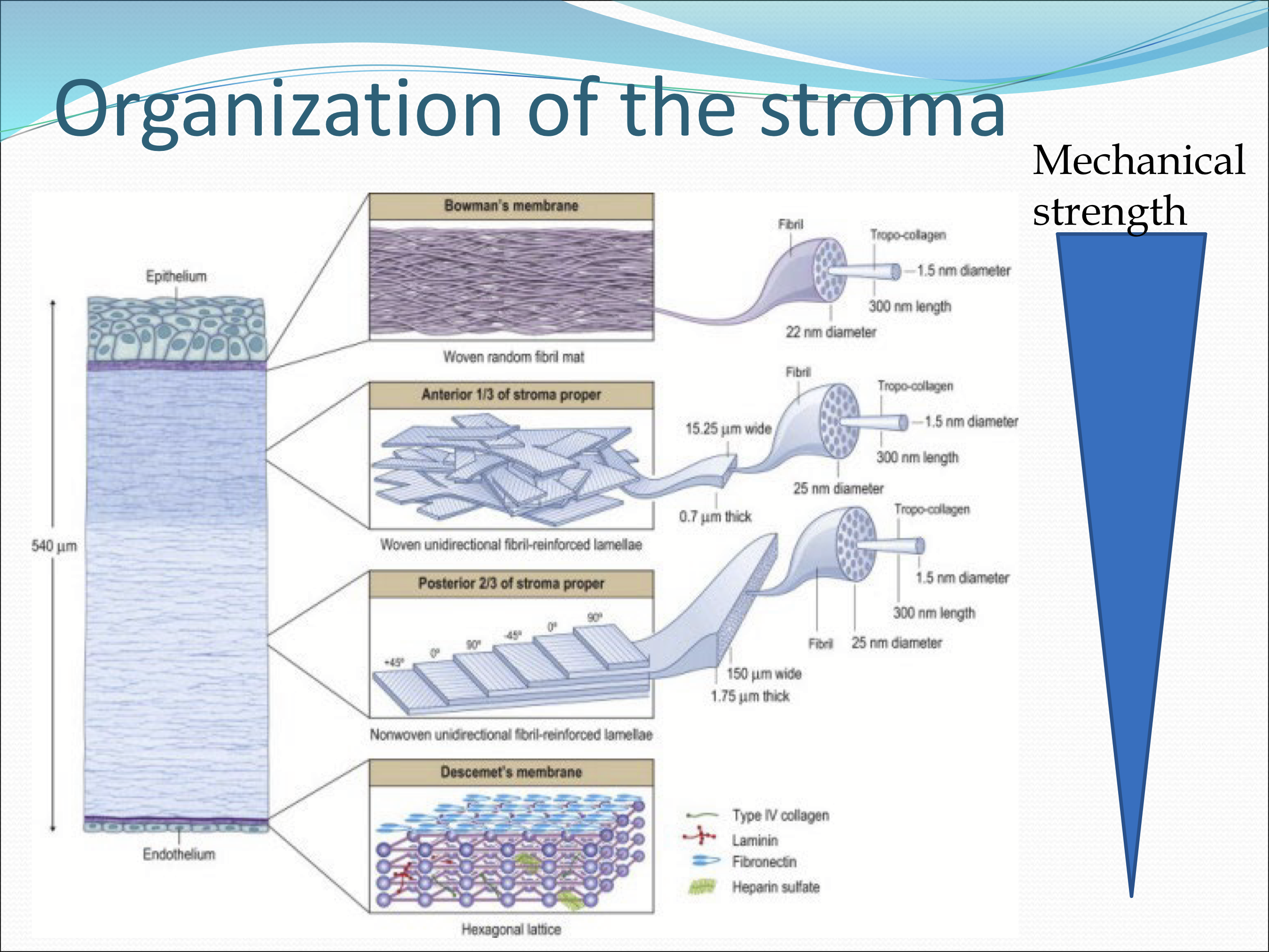 <p>The anterior aspect has more mechanical strength than the posterior from the interweaving collagen lamella. </p>