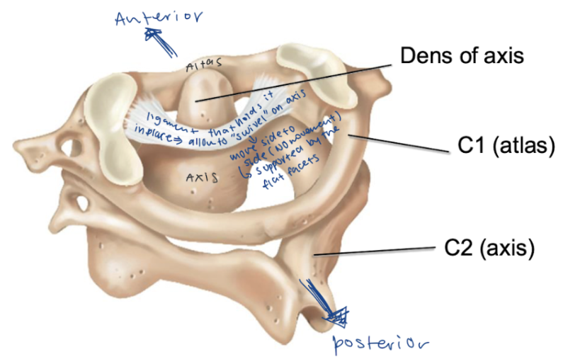 <ul><li><p><span style="background-color: transparent;"><span>The </span><em><span>dens of the axis</span></em><span> is on the </span><em><span>facet for dens </span></em><span>– on the anterior side </span></span></p><ul><li><p><span style="background-color: transparent;"><span>Held in place via </span><strong><span>ligaments</span></strong><span> – allowing it to “swivel on axis” – move side to side to create “NO” movement)</span></span></p></li></ul></li></ul><p></p>