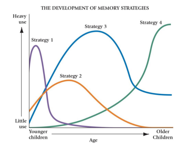 <ul><li><p>Describes how strategies change over time.</p></li><li><p>Proposed that multiple strategies exist, and they compete with one another for use.</p><ul><li><p>Organization, rehearsal, elaboration etc..</p></li></ul></li><li><p>With age, children can use more sophisticated strategies.</p><ul><li><p>Younger child more likely to use rehearsal than elaboration</p></li></ul></li><li><p>For new problems, children rely on older fallback strategies that were more successful in the past→ rehearsal</p></li></ul><p></p>