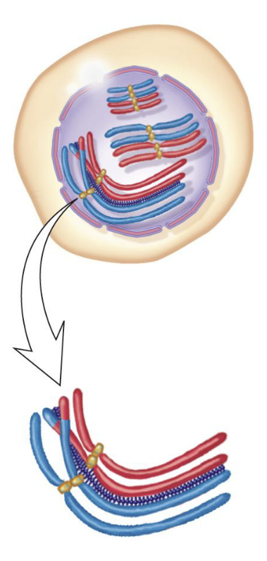 <p>In meiosis, when do bivalent formation and crossing over occur?</p>