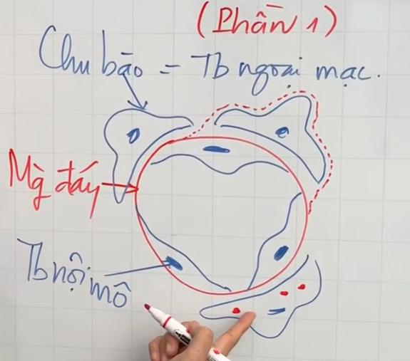 <p>Tế bào trung mô bọc ngoài màng đáy mao mạch(đôi khi nằm trong, sát TB nội mô).</p><p>Trên chu mô(lớp chu bào) có 1 số tận cùng thần kinh→điều chỉnh lòng mạch</p><p>Do nó thuộc nhóm TB trung mô→có thể biệt hóa tạo TB sợi, Tb cơ trơn→khôi phục mạch</p>