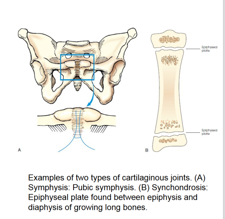 <p>cartilaginous joints </p>