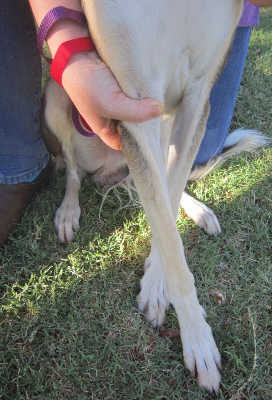 <p>Cephalic: Dog </p>