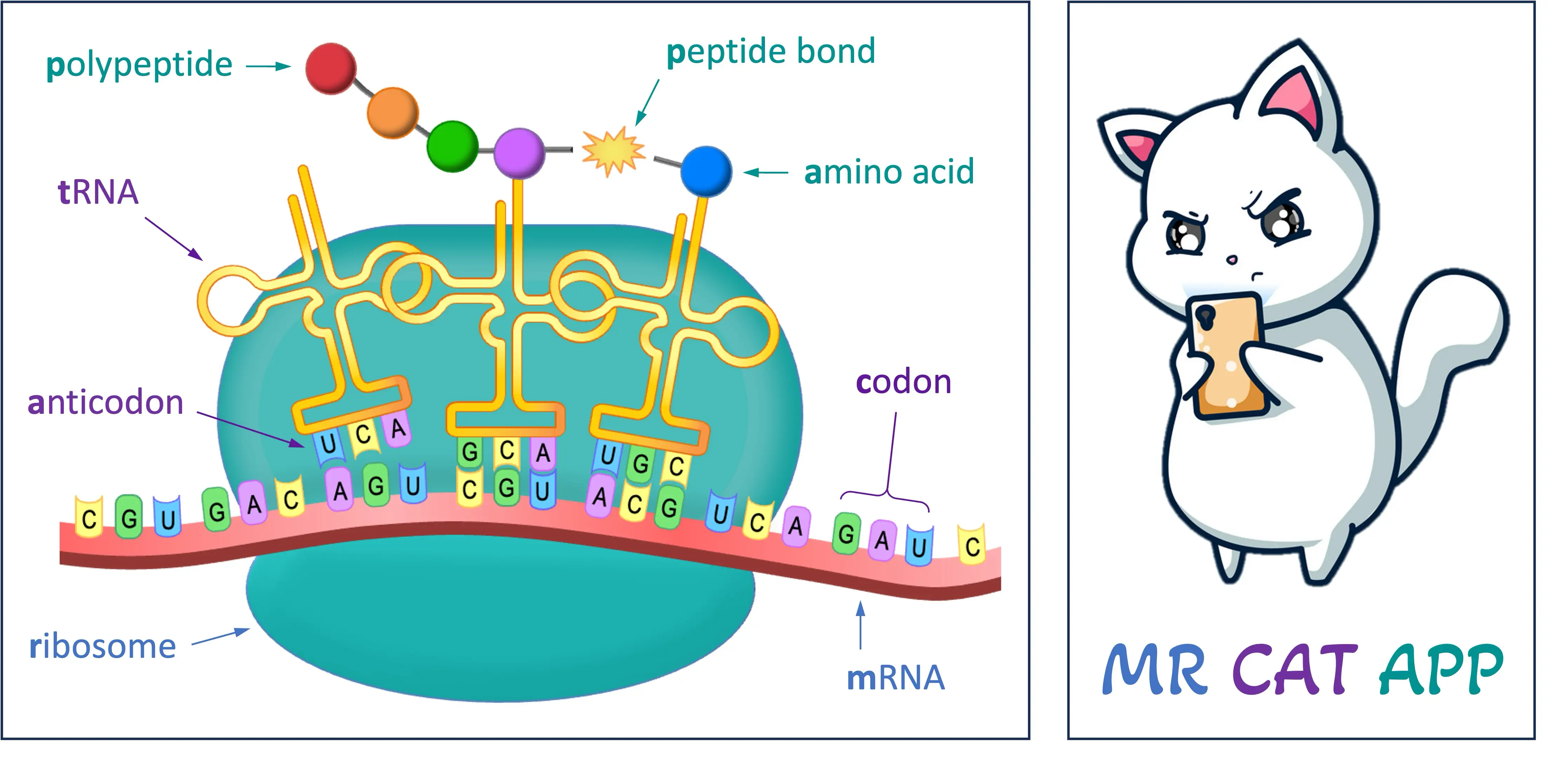 <ul><li><p class="mb-lg-2 mb-2"><strong>MR:</strong> <strong><em>M</em></strong><em>essenger RNA</em> binds to the <strong><em>R</em></strong><em>ibosome</em> (via the small subunit)</p></li><li><p class="mb-lg-2 mb-2"><strong>CAT:</strong> <strong><em>C</em></strong><em>odons</em>&nbsp;(on mRNA) are recognised by complementary&nbsp;<strong><em>A</em></strong><em>nticodons</em> on <strong><em>T</em></strong><em>ransfer RNA</em></p></li><li><p class="mb-lg-2 mb-0"><strong>APP:</strong> <strong><em>A</em></strong><em>mino acids</em> are joined by the ribosome via&nbsp;<strong><em>P</em></strong><em>eptide bonds</em> to form <strong><em>P</em></strong><em>olypeptides</em></p></li></ul><p></p>
