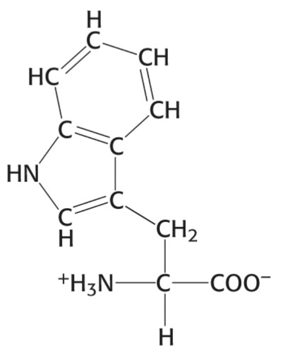 <p>Which amino acid is this</p>