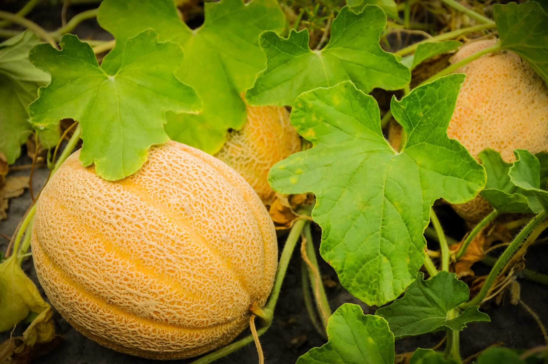 <p>What kind of fruit is a cantaloupe?</p>