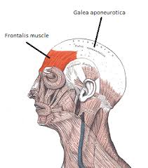 <p>Location:</p><ul><li><p>forehead region of the head</p></li></ul><p></p><p></p><p>Function: </p><ul><li><p>raise eyebrows</p></li></ul><p></p>