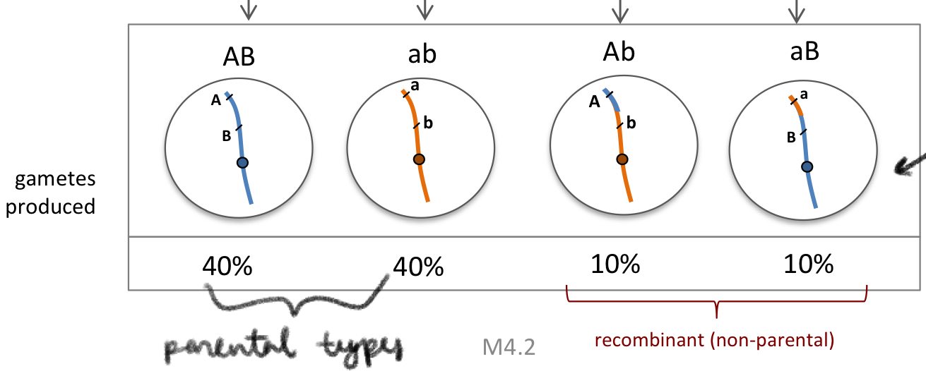 <ul><li><p>because they are slightly far away, there is a small chance of recombination between genes&nbsp;</p><ul><li><p>more opportunities for crossover to produce Ab and aB</p></li></ul></li></ul><p></p>