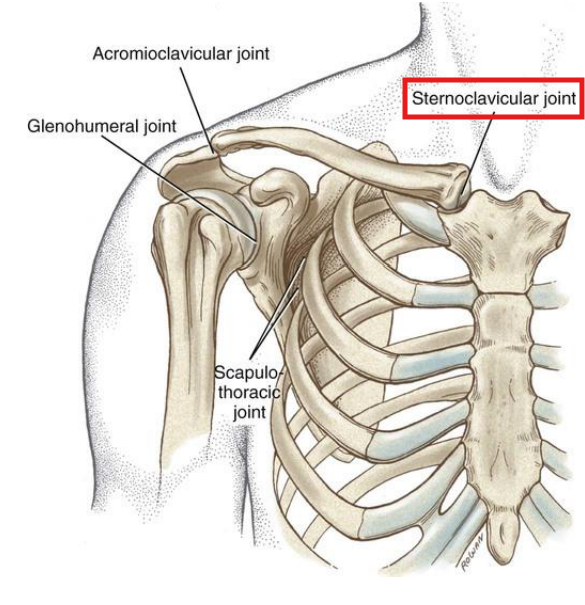 <p>The sternoclavicular joint</p>