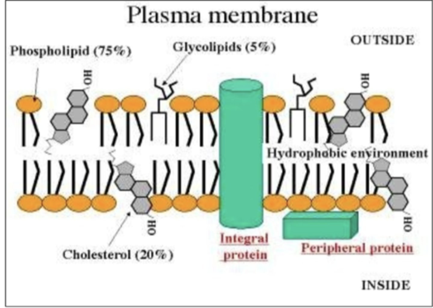 <p>The hydrophobic tail of lipids usually occur towards what of the membrane? what does this form? </p>