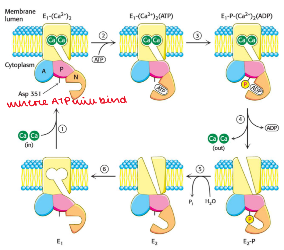 <ol><li><p>At first the Ca2+-ATPase channel is <strong>closed</strong></p></li><li><p>But <mark data-color="yellow" style="background-color: yellow; color: inherit">calcium binding sites are open </mark>on the <strong>cytoplasmic side</strong> of the channel, allowing <mark data-color="yellow" style="background-color: yellow; color: inherit">Ca2+ to bind</mark></p></li><li><p><mark data-color="yellow" style="background-color: yellow; color: inherit">ATP binds</mark> to the <strong>nucleoside binding site</strong> of the channel</p></li><li><p>ATP is <mark data-color="yellow" style="background-color: yellow; color: inherit">hydrolysed</mark> to ADP and phosphate, releasing energy</p></li><li><p>This energy causes the <mark data-color="yellow" style="background-color: yellow; color: inherit">conformation of the Ca2+-ATPase to change </mark></p></li><li><p>This <strong>opens the channel</strong>, releasing the bound calcium into the ER lumen</p></li><li><p>The <mark data-color="yellow" style="background-color: yellow; color: inherit">phosphate</mark> produced in ATP hydrolysis is hydrolysed and released from the channel</p></li><li><p>The channel <strong>reverts to its closed state</strong>, so Ca2+ can bind again</p></li></ol><p></p>