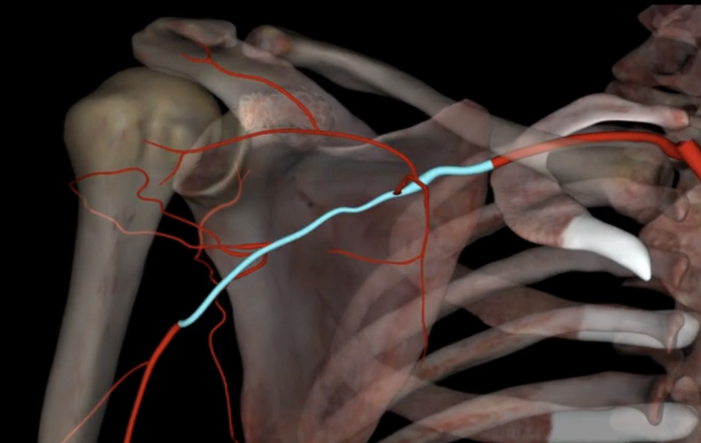 <p>What is highlighted in blue?</p>