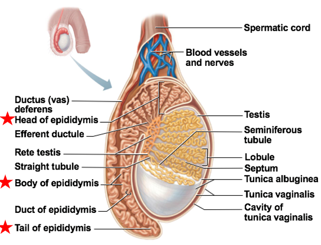 <ul><li><p>Accessory Duct to Testes</p></li><li><p>stores immature sperm </p></li><li><p>As sperm travel through duct → develop ability to swim</p></li><li><p>composed of head, body, and tail</p></li></ul><p></p>