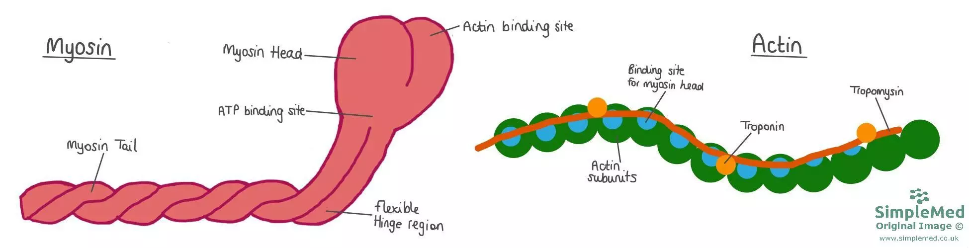 <p>On the myosin head, there are two regions. Name the functions/regions</p>