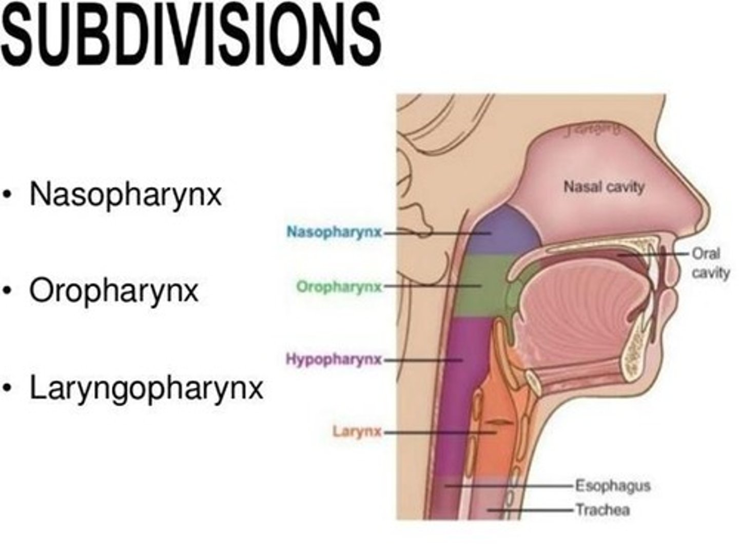 <p>A common passageway for liquid, food, and air, divided into nasopharynx, oropharynx, and laryngopharynx.</p>