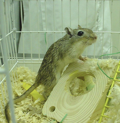 <p>What animal is the species M. unguiculatus, is found in desert regions in Mongolia and China, is social, active during the day, makes elaborate burrows, hibernates, and is agile?</p>