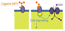 <p>also known as G protein coupled receptors (GPCR)</p><p>NT binding activated G-protein that either modifies function of ion channels or triggers intracellular signalling</p><p>involved in slower synaptic transmission</p><p>mediated short term as well as long term effects (e.g. gene expression)</p>