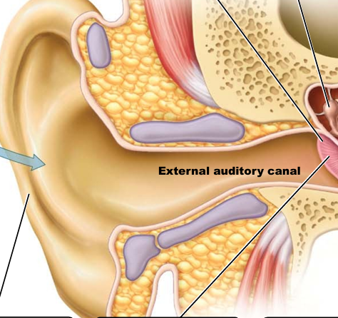 <p>of the outer ear and leads to the tympanic membrane (eardrum)</p>