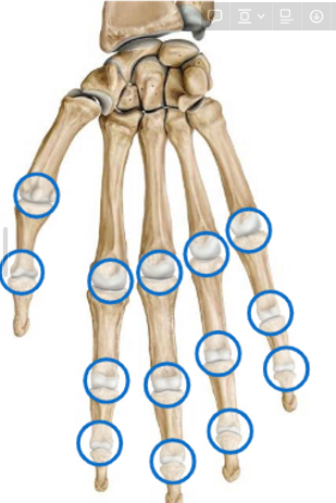 <ul><li><p>Metacarpophalangeal (MCP) = our knuckles</p></li><li><p>Interphalangeal joints = between 2 phalanges</p></li></ul>