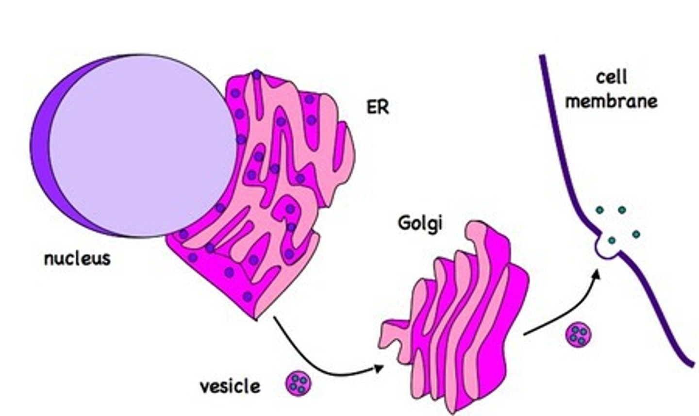 <p>small membrane sacs that specialize in moving products into, out of, and within a cell</p>