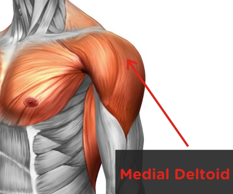 Muscular anatomy: deltoid - middle 