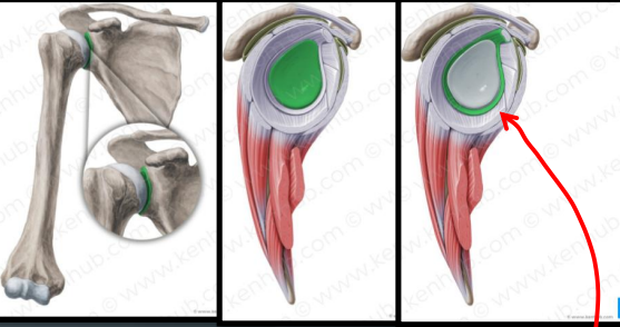 <p>Glenoid labrum</p>