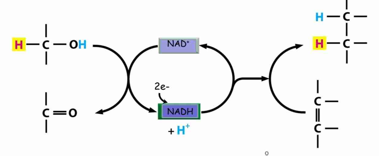 <p>Carrier molecule that participates in Oxidation reduction reaction, carries H+ and electrons </p>