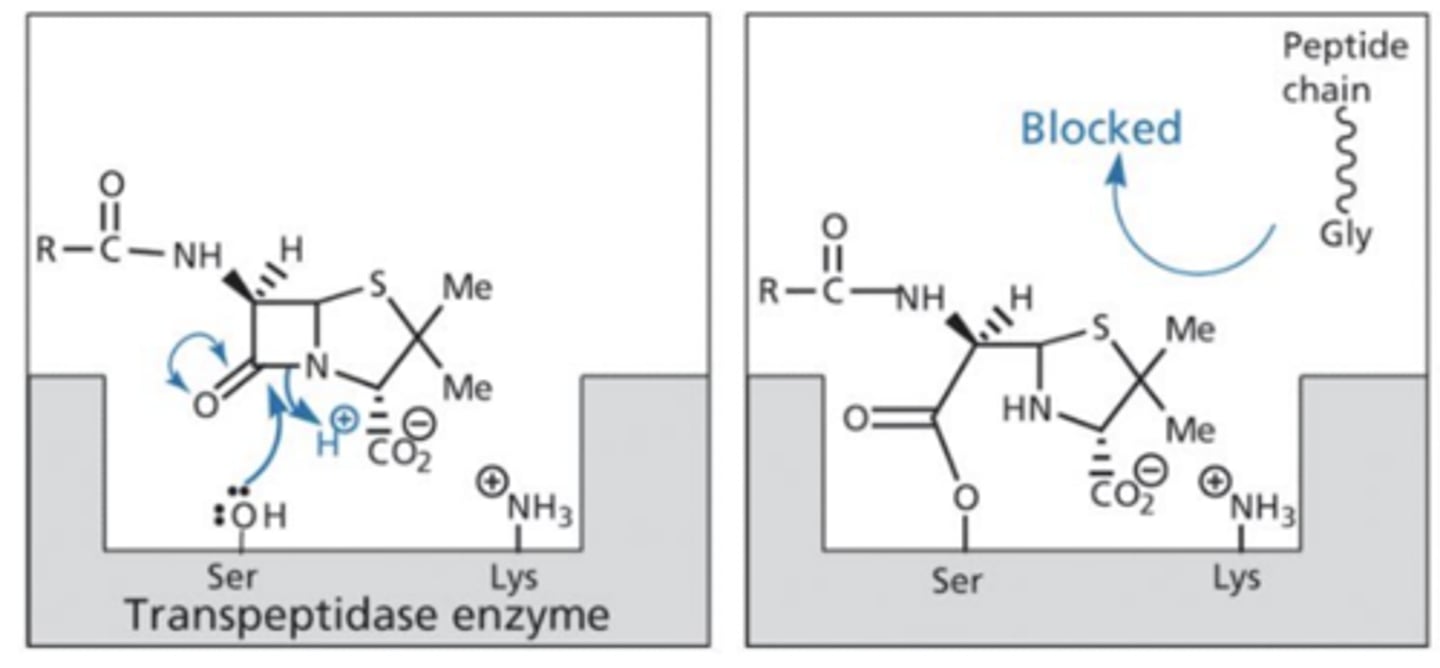 <p>- The carbonyl on the beta-lactam is attacked by the serine on the transpeptidase enzeyme which breaks the beta-lactam ring causing an ester bond to develop with the serine.</p><p>- The carboxylic acid group (at physiolgical pH) forms an Ionic bond with the lysine on the transpeptidase enzyme.</p><p>- These 2 interactions prevent the peptide chain on peptidoglycan reaching transpeptidase</p>