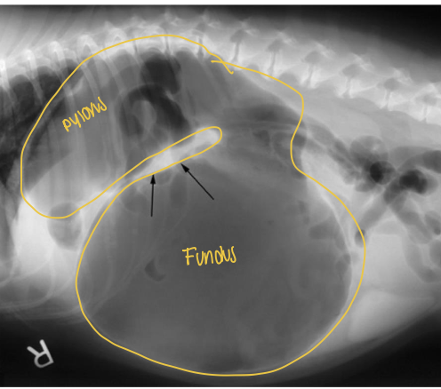 <p>what does the radiograph show?</p>