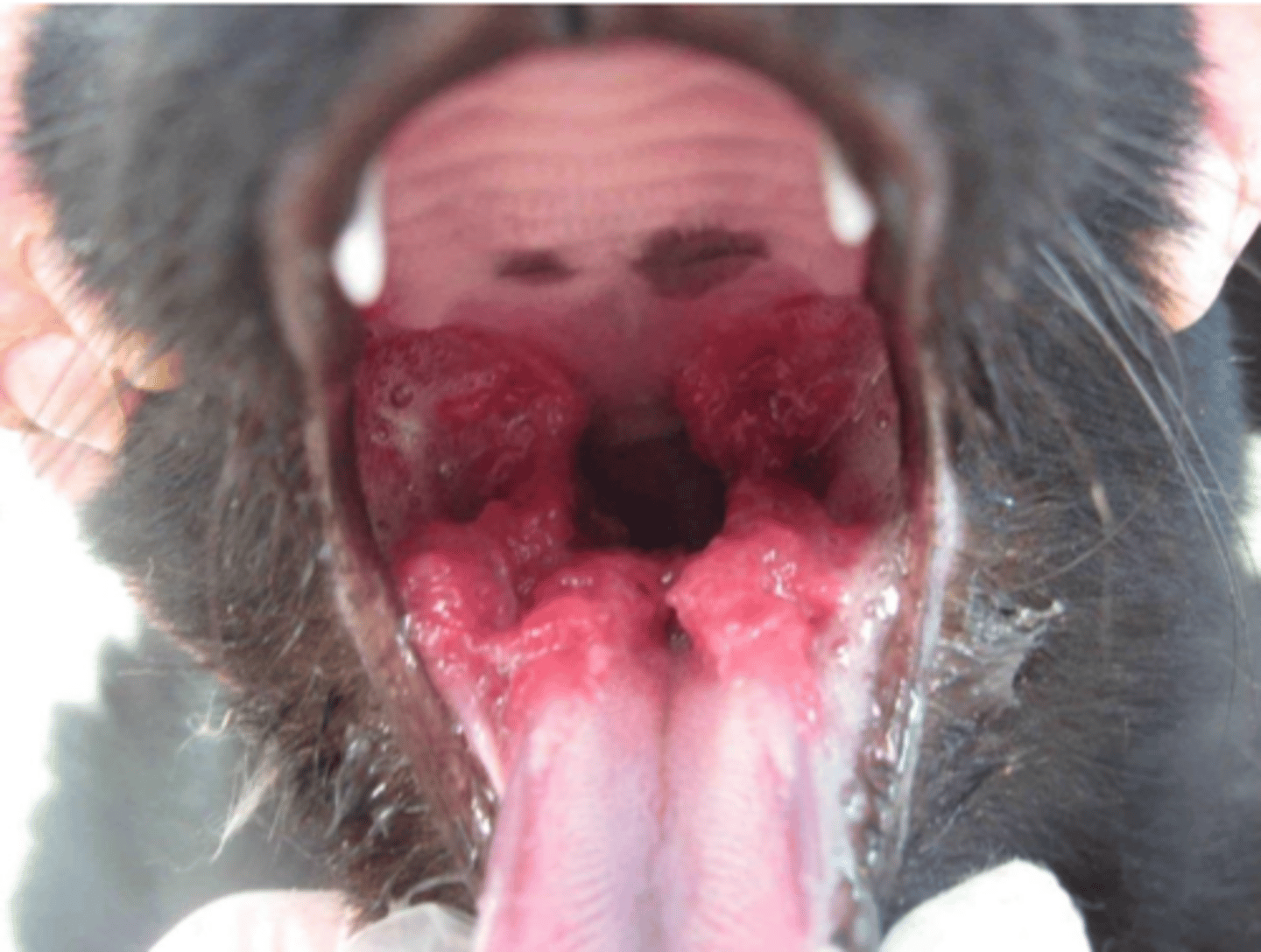 <p>this mycosis is caused by what species?</p>