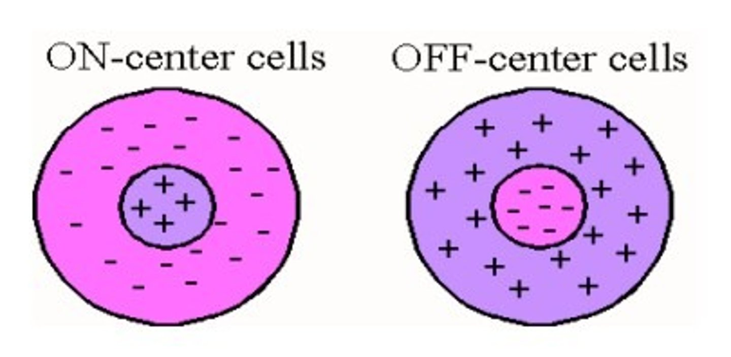 <p>referring to a concentric receptive field in which stimulation of the center inhibits the cell of interest while stimulation of the surround excites it</p>