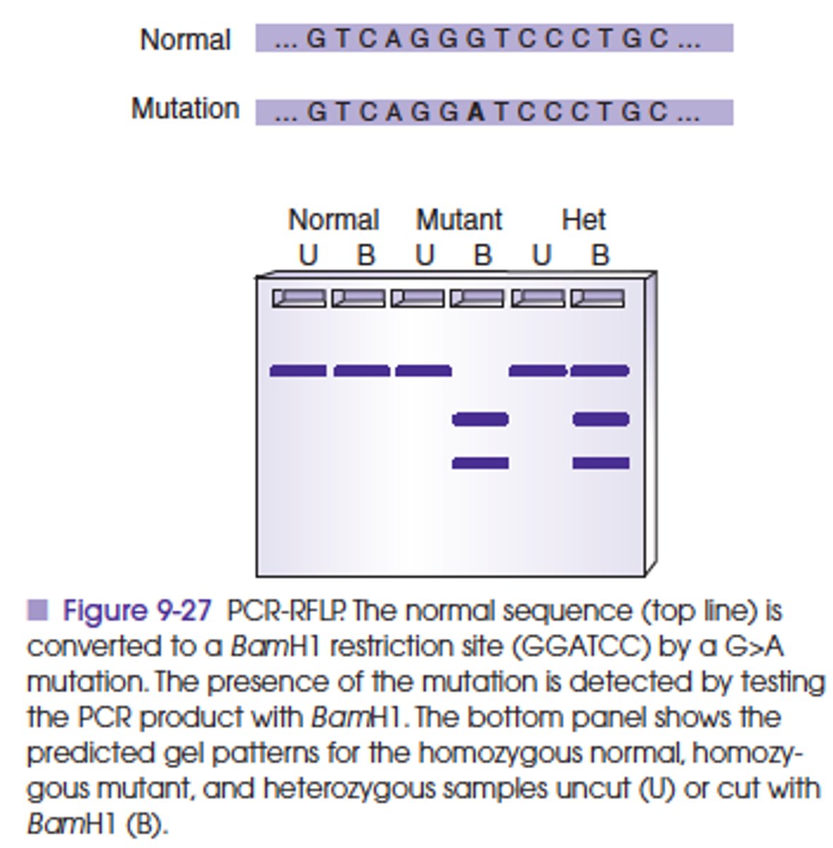 <p>To perform PCR-RFLP, the region surrounding the mutation is amplified, and the mutation is detected by cutting the amplicon with the appropriate restriction enzyme. Mutations may inactivate a naturally occurring restriction site or generate a new restriction site so that digestion of the PCR product results in cutting of the mutant amplicon but not the normal control amplicon or vice versa.</p>