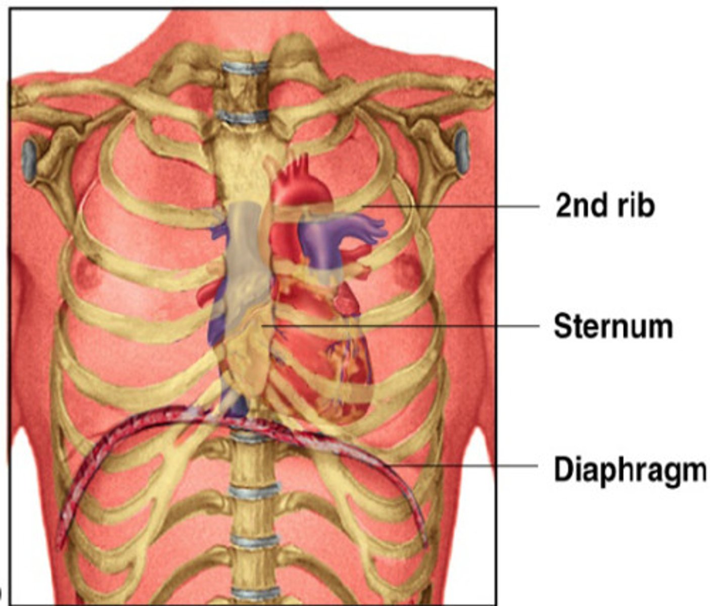 <p>mediastinum, between lungs mainly on the left side</p>