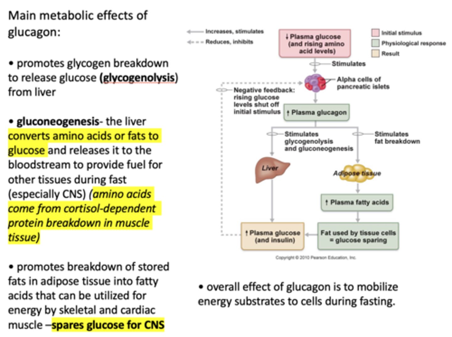 <p>Cortisol-dependent protein breakdown in muscle tissue</p>