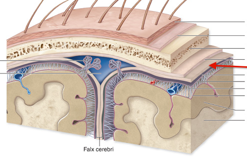 1. epidermis
2. dermis
3. subcutaneous layer
4. muscle