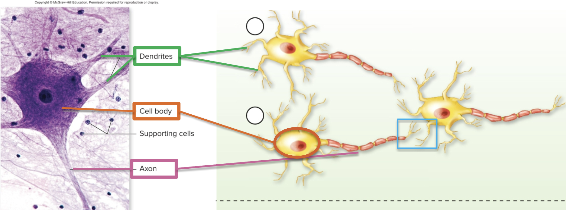<p>there are approx 100 billion neurons in the human brain, they vary in size and shape</p><ol><li><p><strong>Dendrites (input)</strong>: receive signals and <u>conducts a graded impulse</u> towards the cell body</p></li><li><p><strong>Cell Body</strong>: contains the nucleus and other organelles; after integrating all the graded impulses from the dendrites, it <u>may generate action potential</u>.</p><p>Cluster in groups= Nuclei in CNS; ganglia in PNS</p></li><li><p><strong>Axon (output)</strong>: conducts action potentials<u> AWAY</u> from the cell body</p></li><li><p><strong>Synapse:</strong> place at which the axon of <u>one neuron comes in close contact to the dendrite of another neuron</u></p></li></ol><p></p>