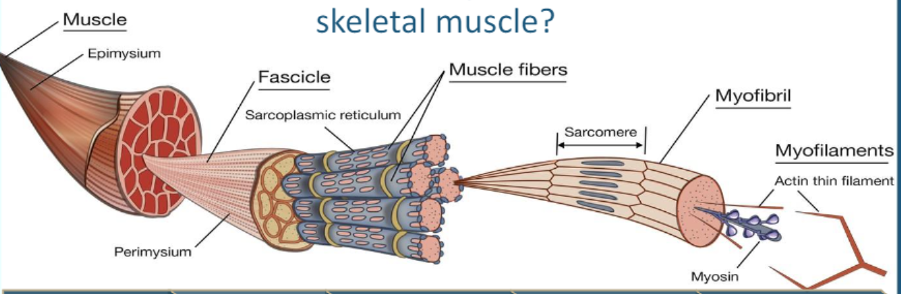 <p>Microscopic Structure of Muscle Order (least complex —&gt; most complex)</p>