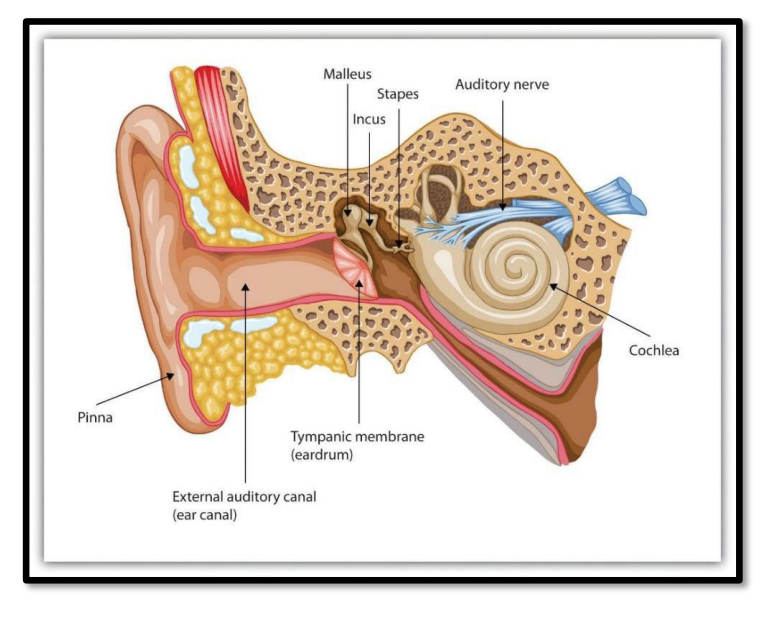 <p>what is this part of the body</p>